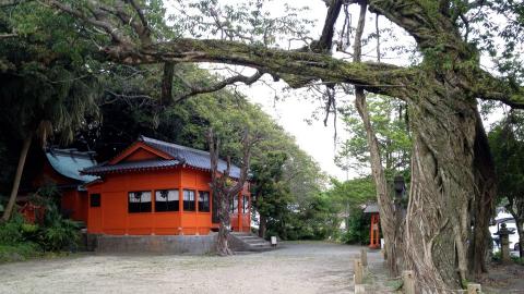 野島神社　アコウの木