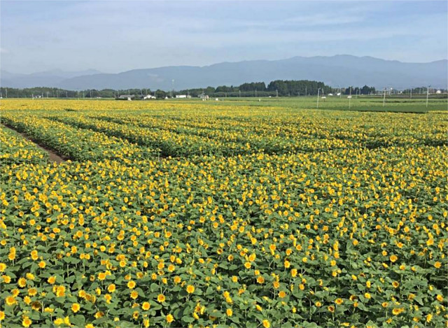 染ヶ丘のひまわり畑